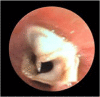 Fig. 1