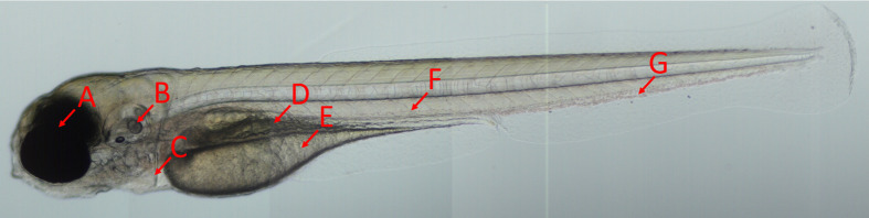 Fig. 7.