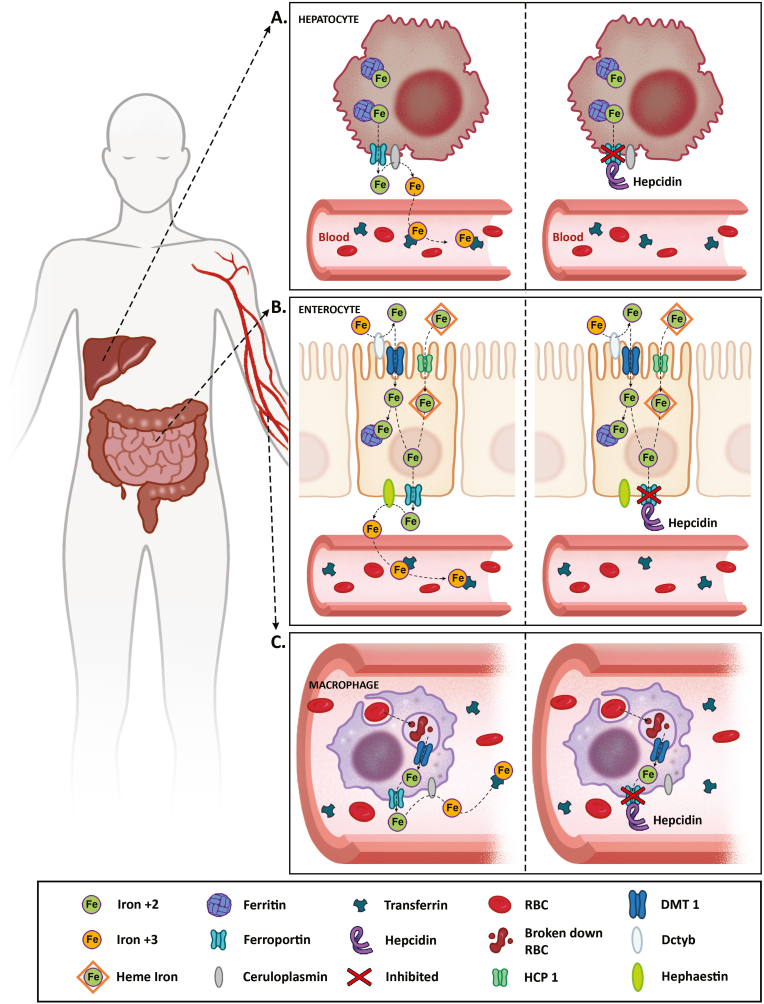 Fig. 1