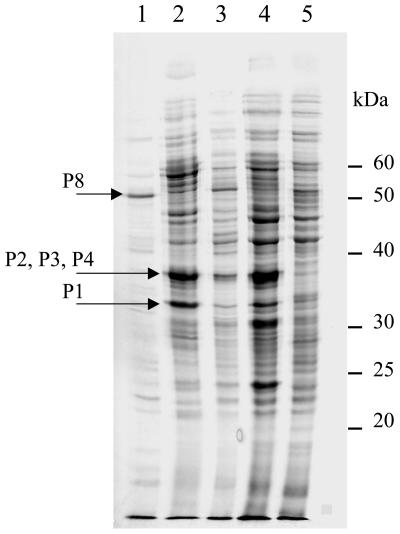 FIG. 2.