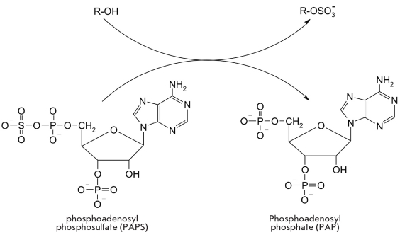 Fig. 16.