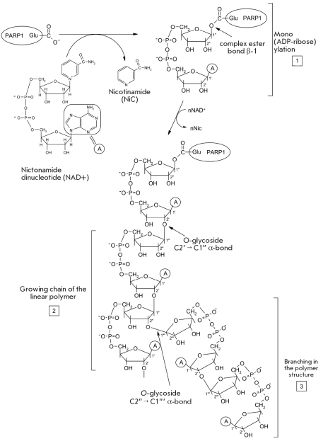 Fig. 19.