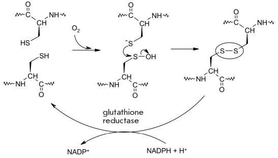 Fig. 20.