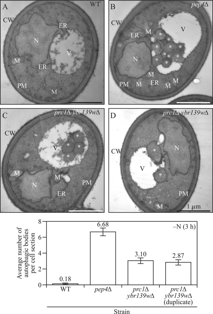 FIGURE 6: