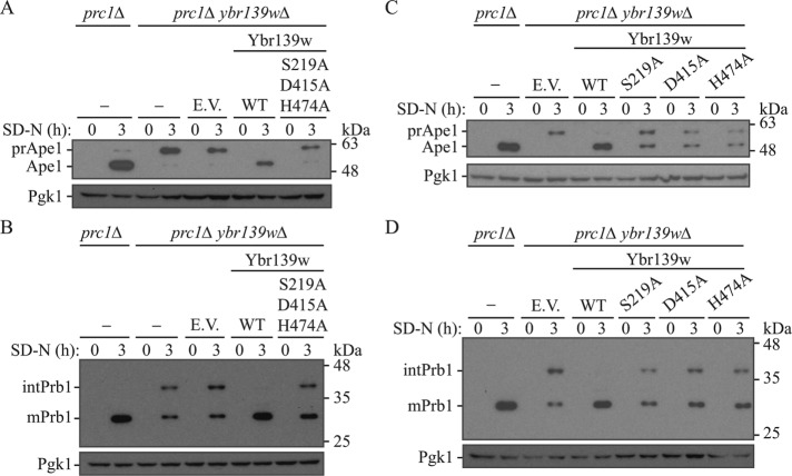 FIGURE 4: