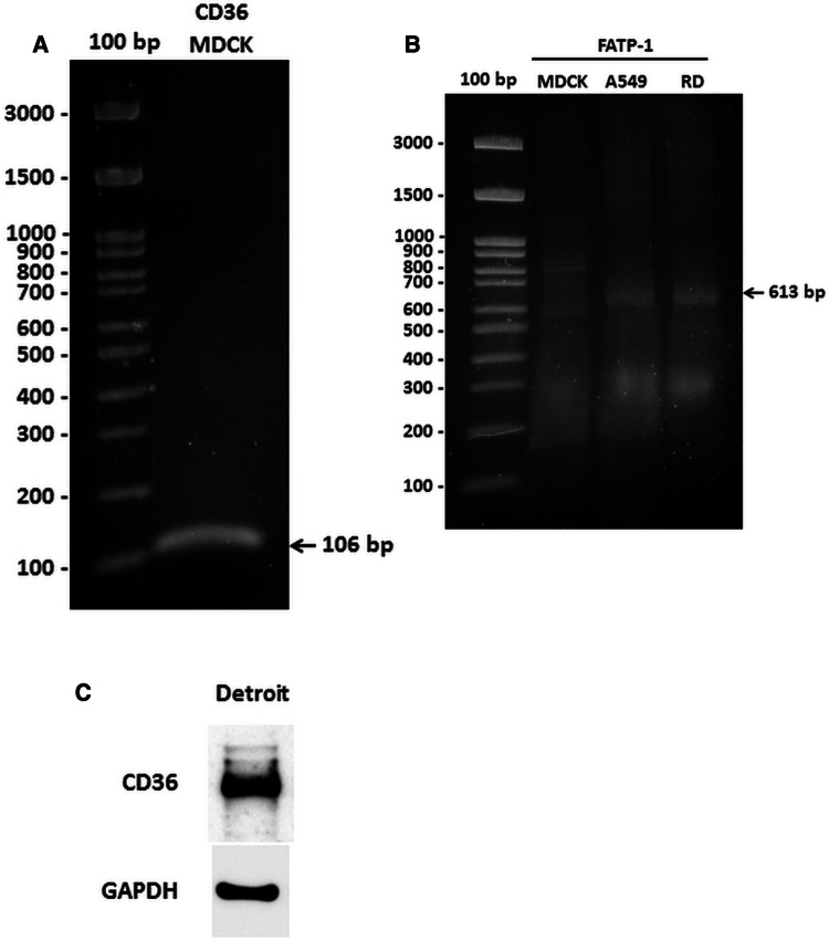 Fig. 6