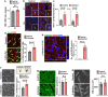 Figure 1—figure supplement 1.