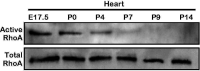 Figure 5—figure supplement 1.