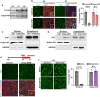 Figure 4—figure supplement 2.