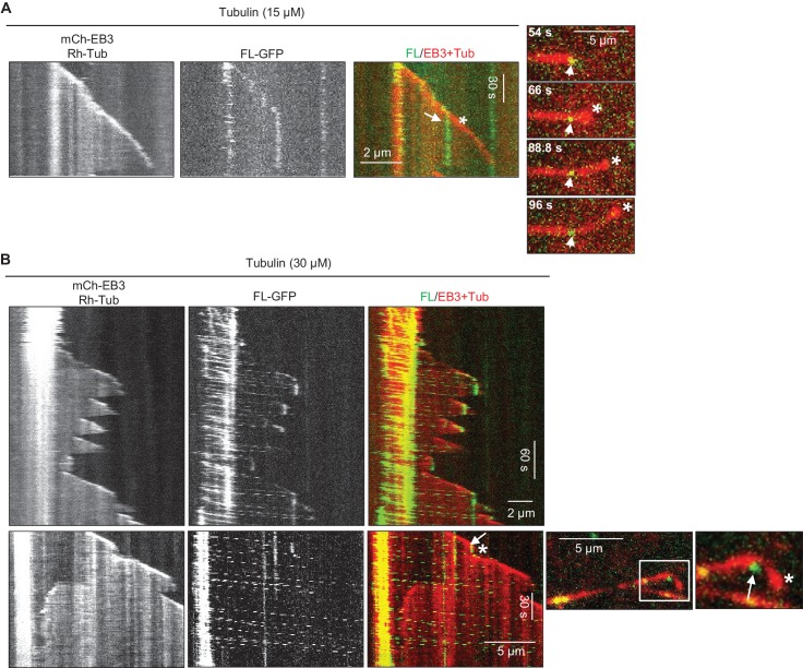 Figure 4—figure supplement 1.