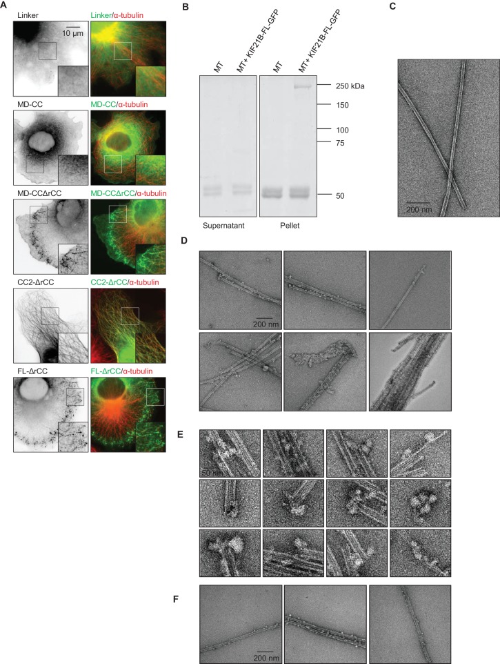 Figure 6—figure supplement 2.