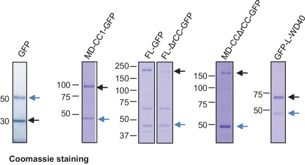 Figure 2—figure supplement 1.