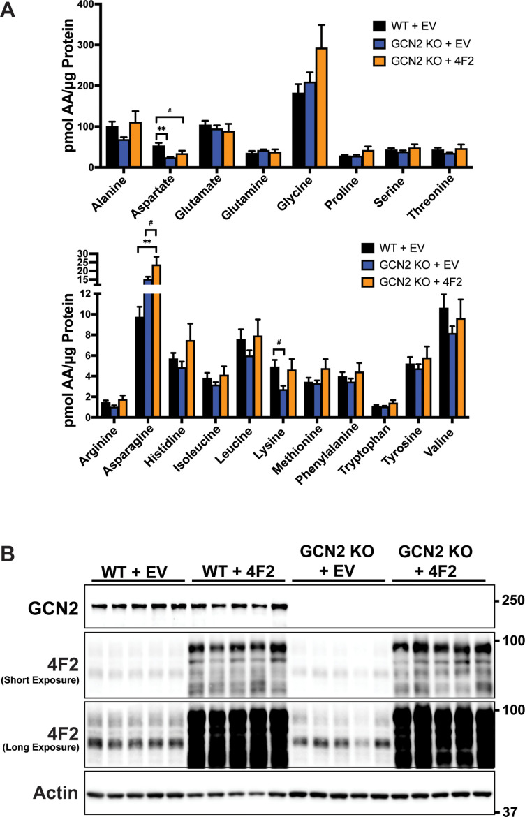 Figure 6—figure supplement 4.