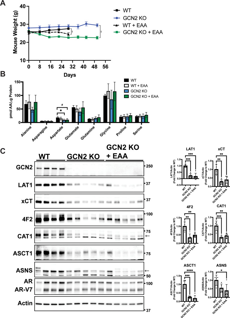 Figure 6—figure supplement 3.