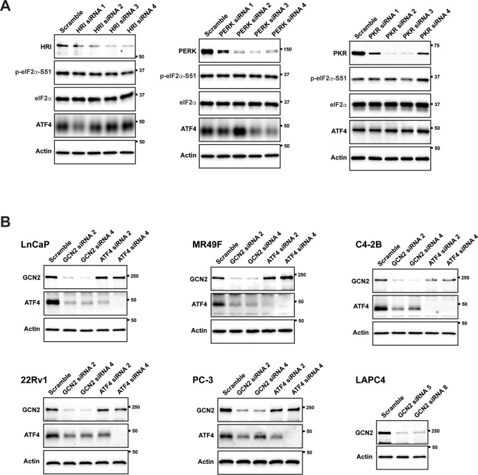 Figure 1—figure supplement 1.