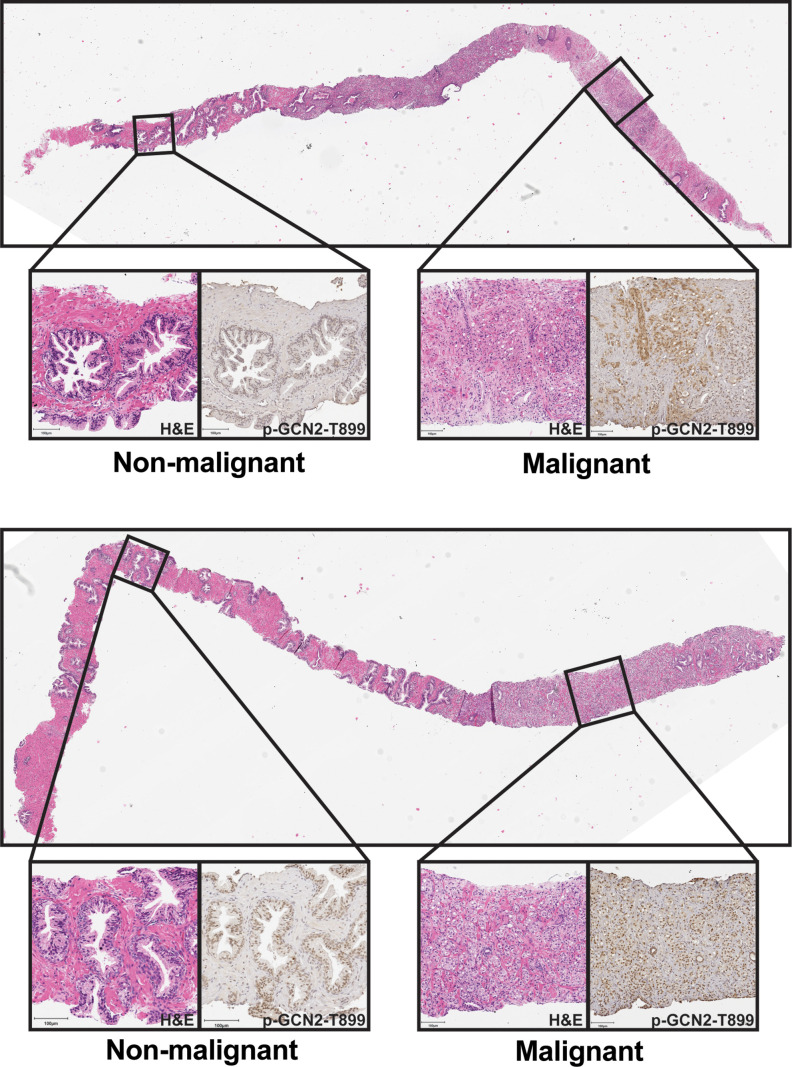 Figure 1—figure supplement 6.