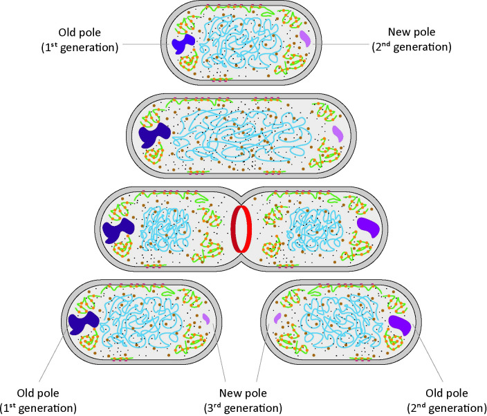 Fig 6