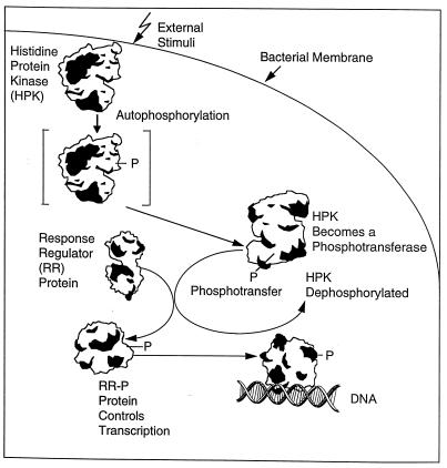 FIG. 1