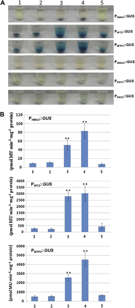 Figure 7.