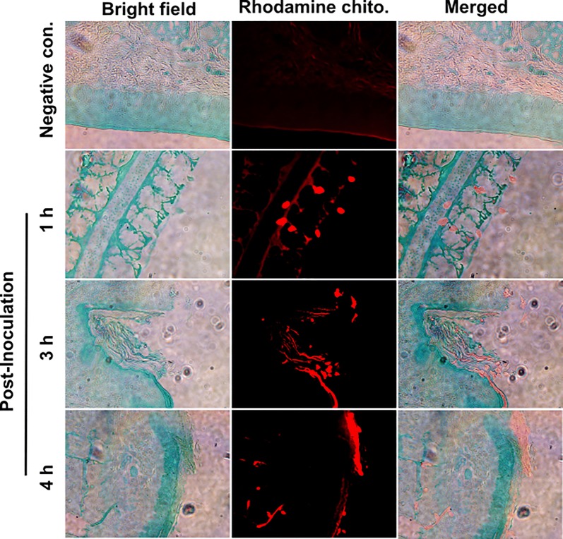 Figure 3