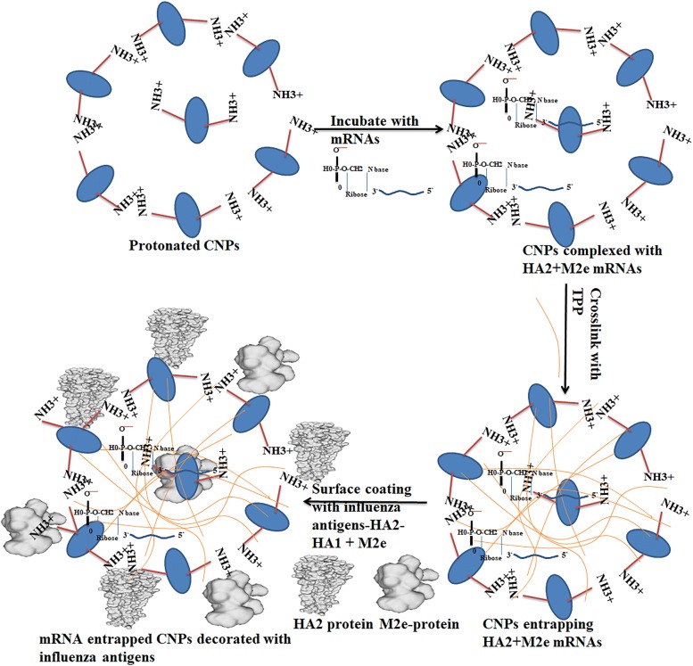 Figure 1