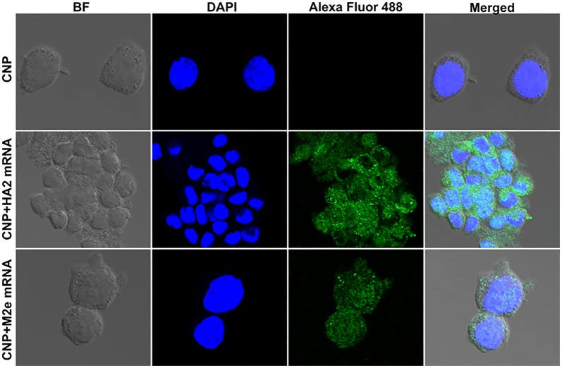 Figure 4