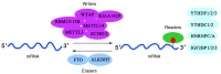 Figure 1. Dynamic regulatory mechanism of m6A modification. Writers are responsible for adding m6A modifications to mRNA, erasers for removing these modifications, and readers for recognizing and resp...