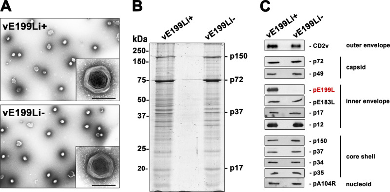 FIG 5