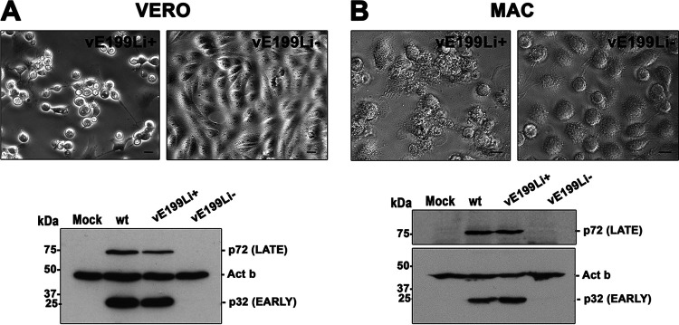 FIG 6