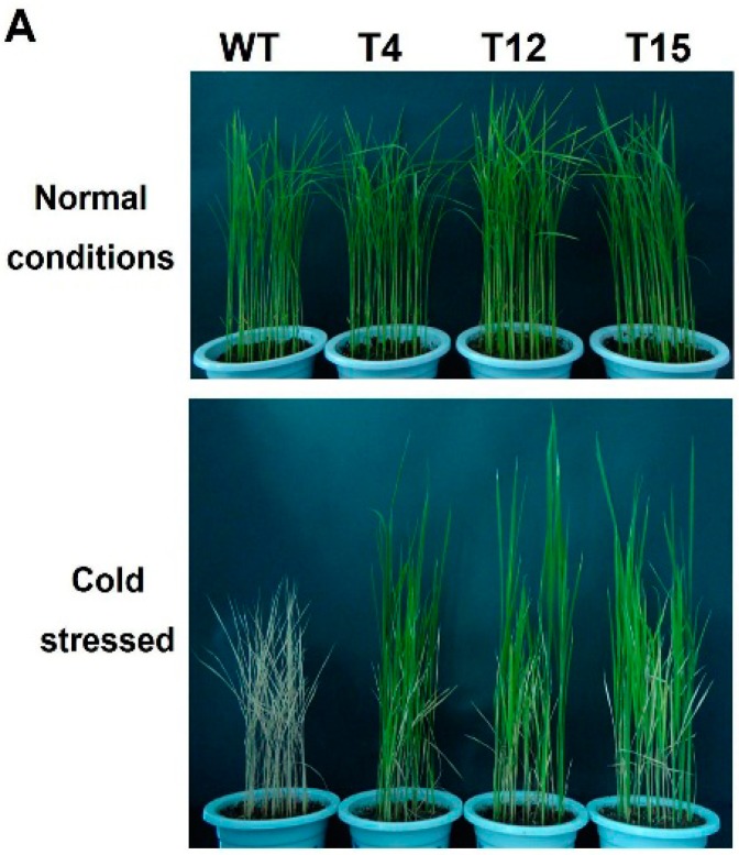 Figure 7