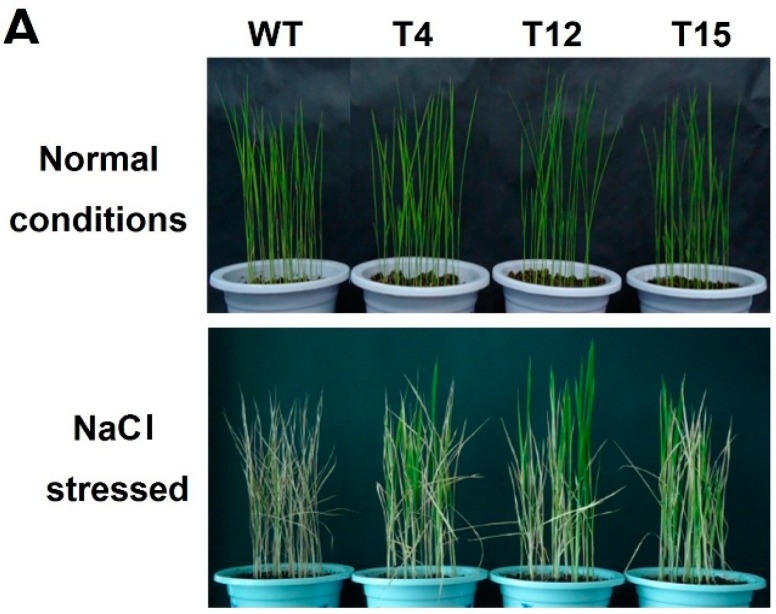 Figure 5