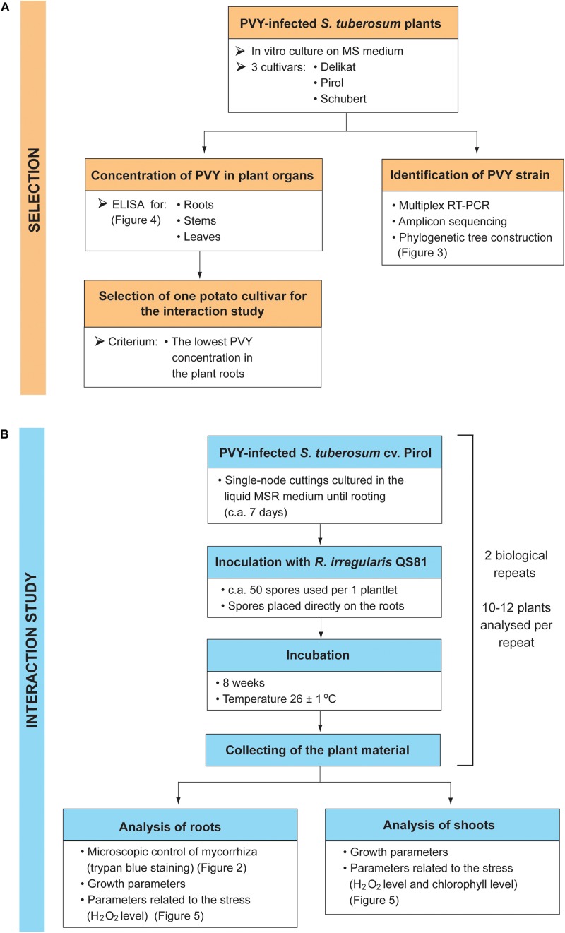 FIGURE 1