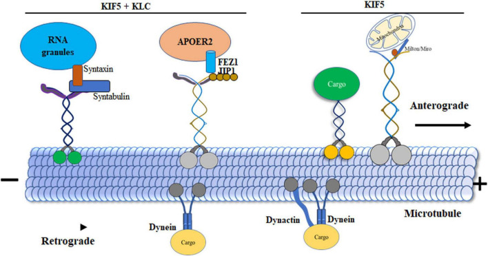 FIGURE 3