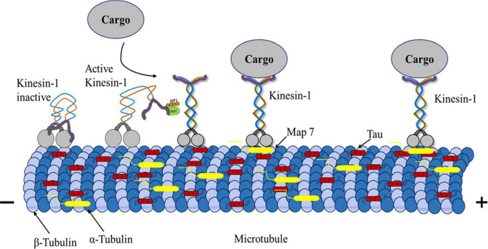 FIGURE 4