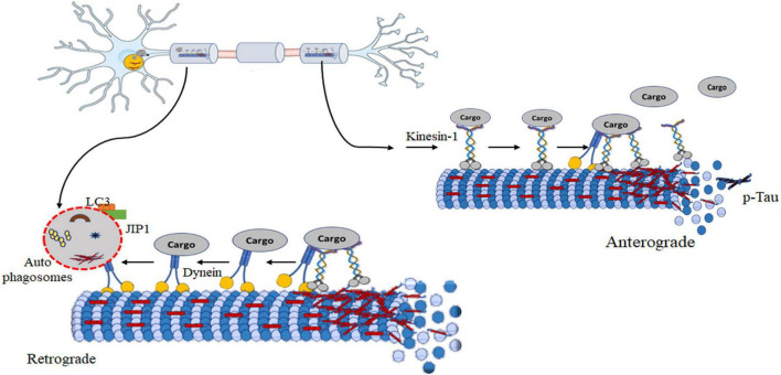 FIGURE 5