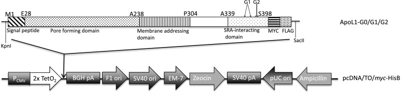 Fig. S1.