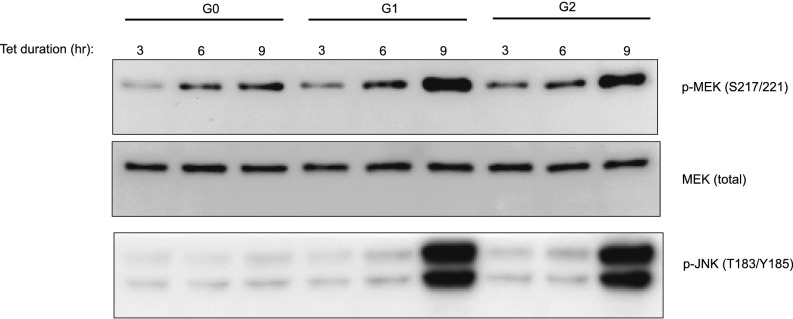 Fig. S7.