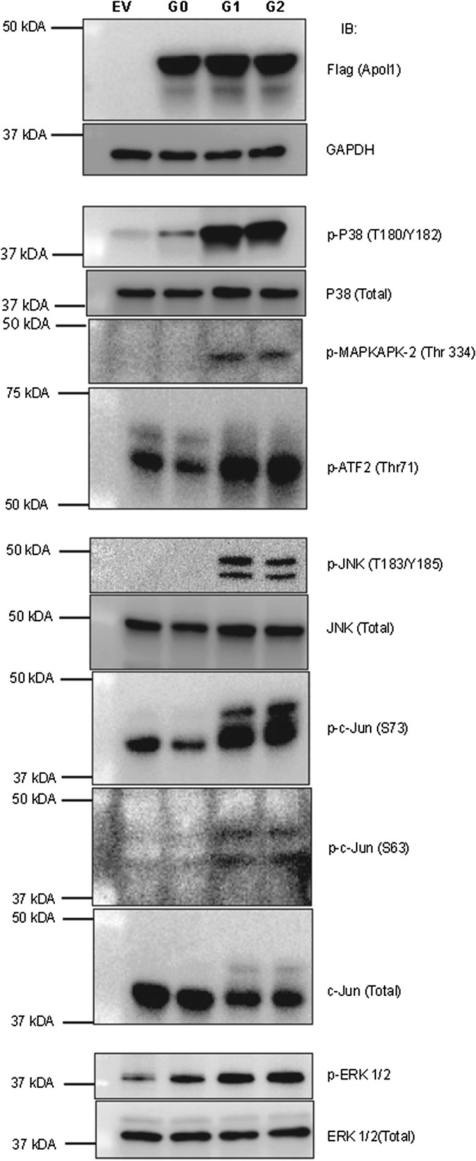 Fig. S6.