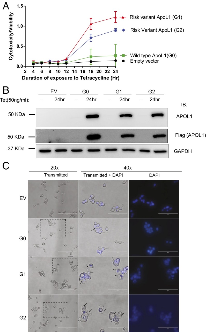 Fig. 2.