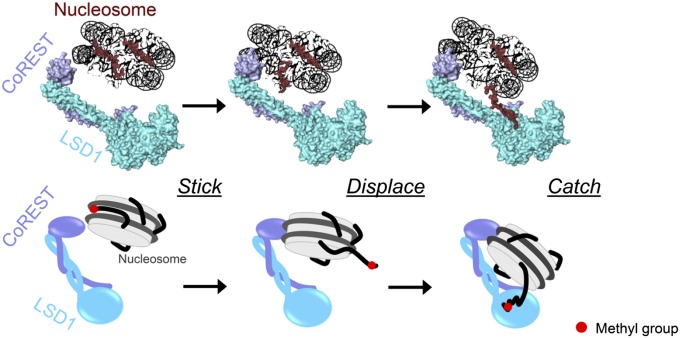 Fig. 6.