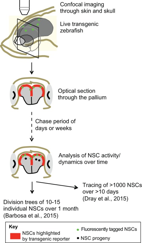 Box 1. A new perspective brought by non-mammalian models: live imaging of adult NSCs in their endogenous niche