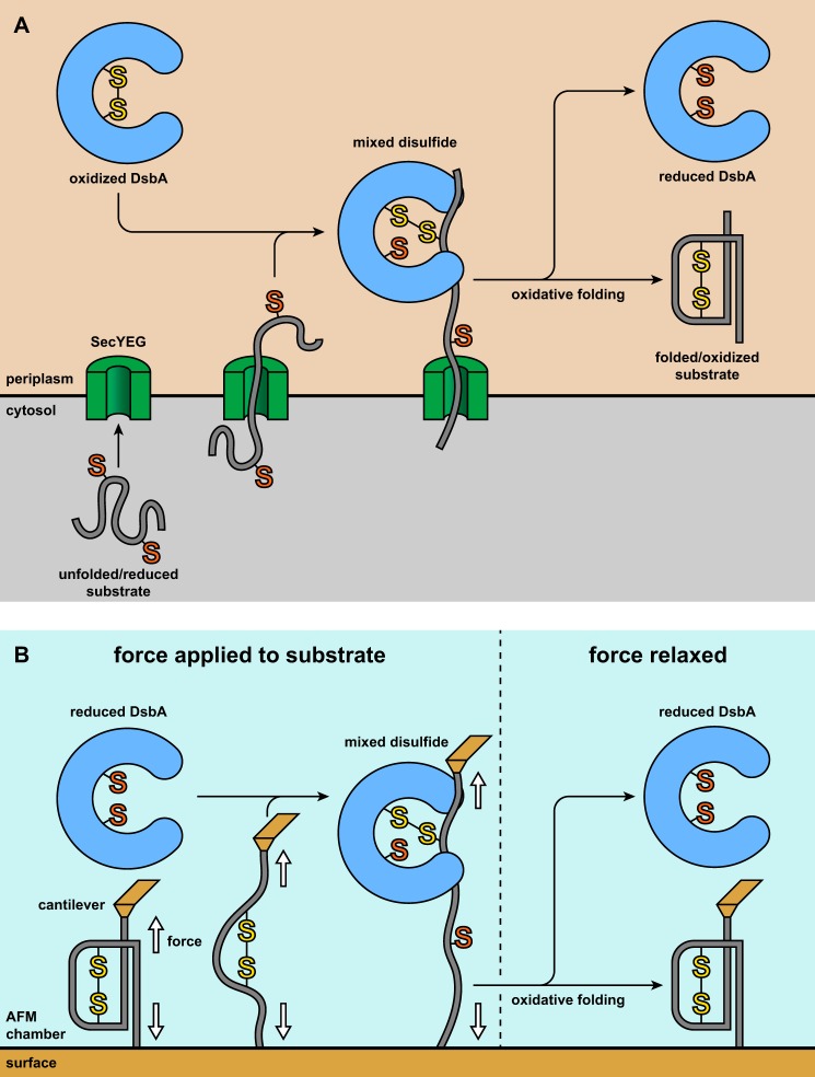 FIGURE 1.