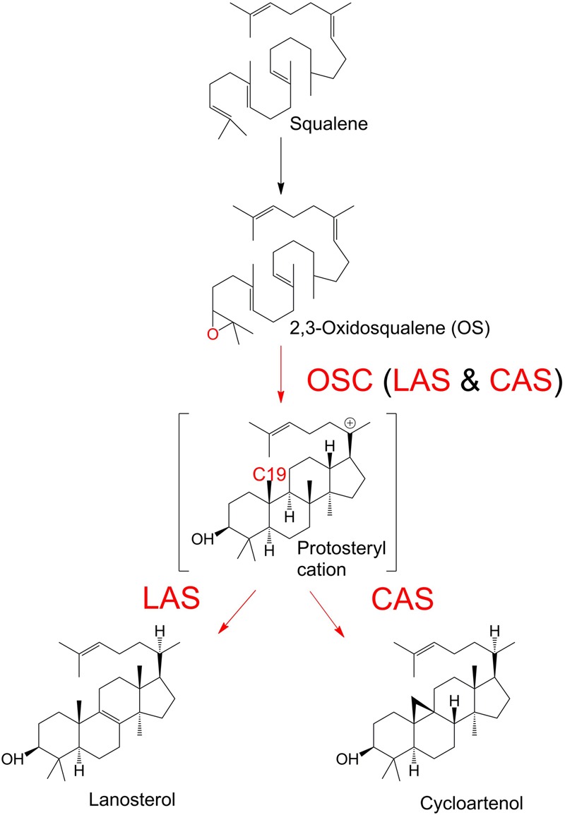 FIGURE 1