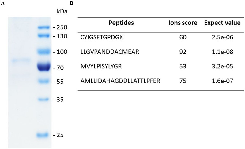 FIGURE 4