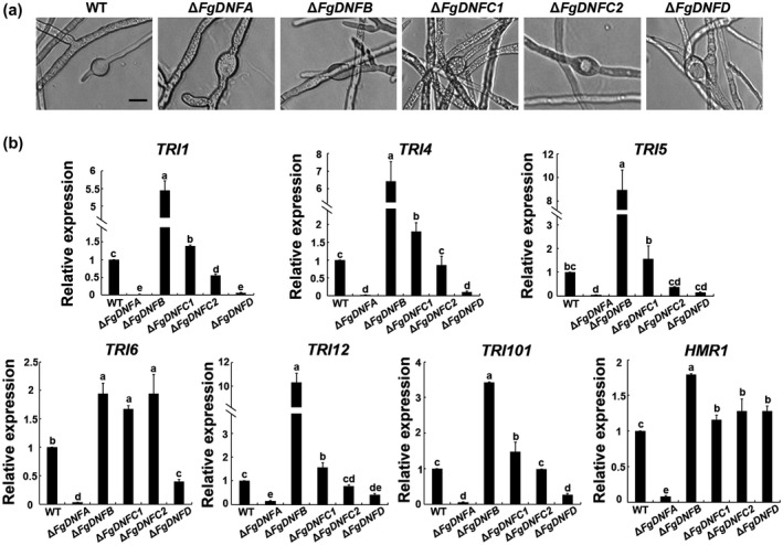 FIGURE 3