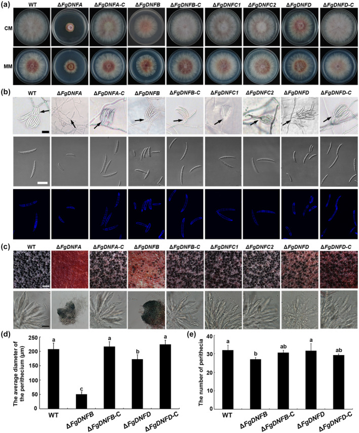 FIGURE 1