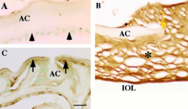 Figure 3  