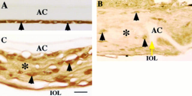 Figure 2  