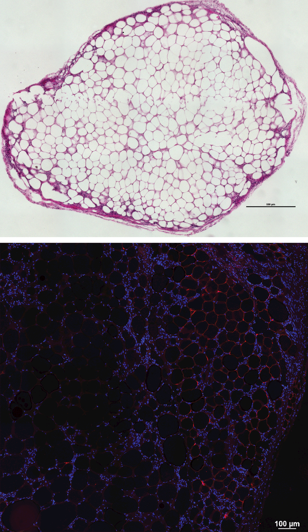 Figure 5: