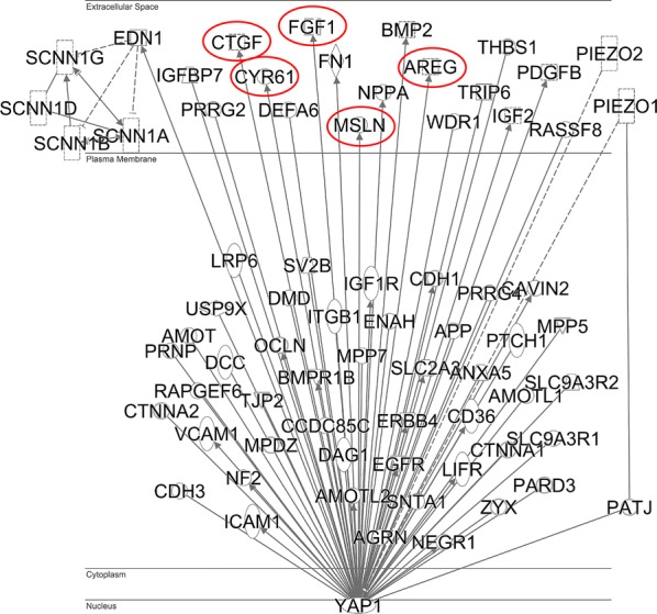 Fig. 4